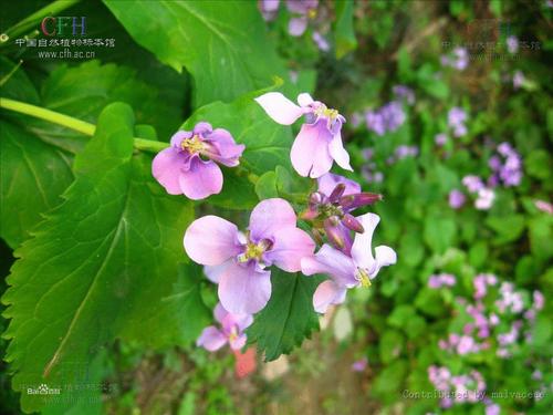 诸葛菜形态特征