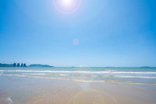 海岸松形态特征