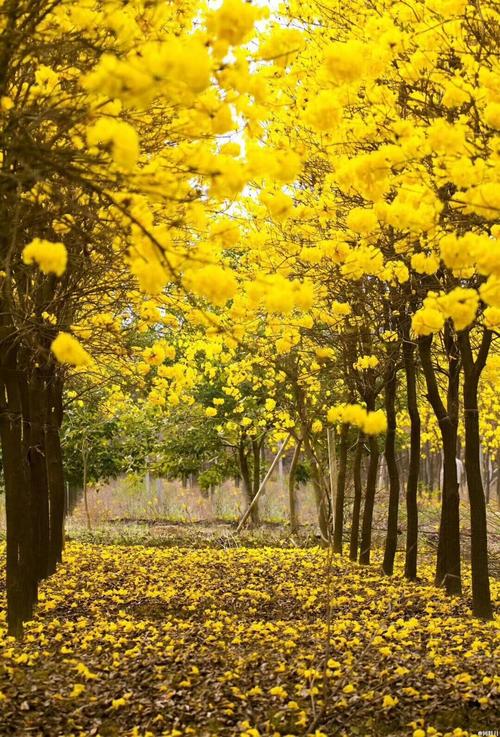 黄花风铃木生长习性