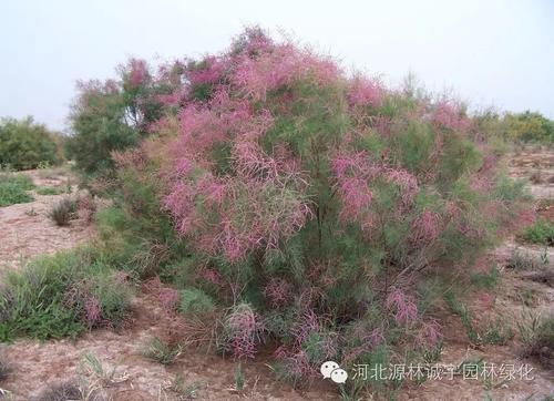 柽柳生长习性