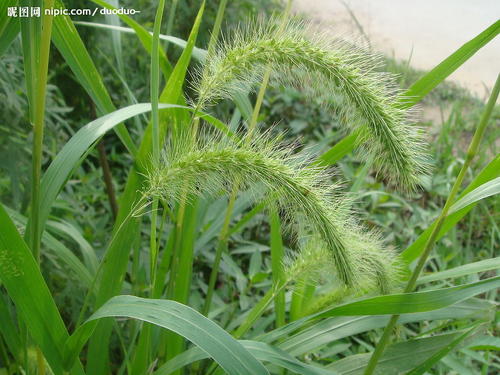 狗尾草生长习性