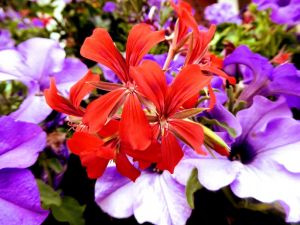 颜色各异的鲜艳天竺葵图片