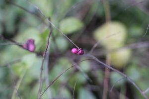 观果植物毛核木图片