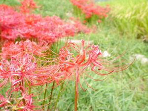 颜色艳丽的朱顶红花图片