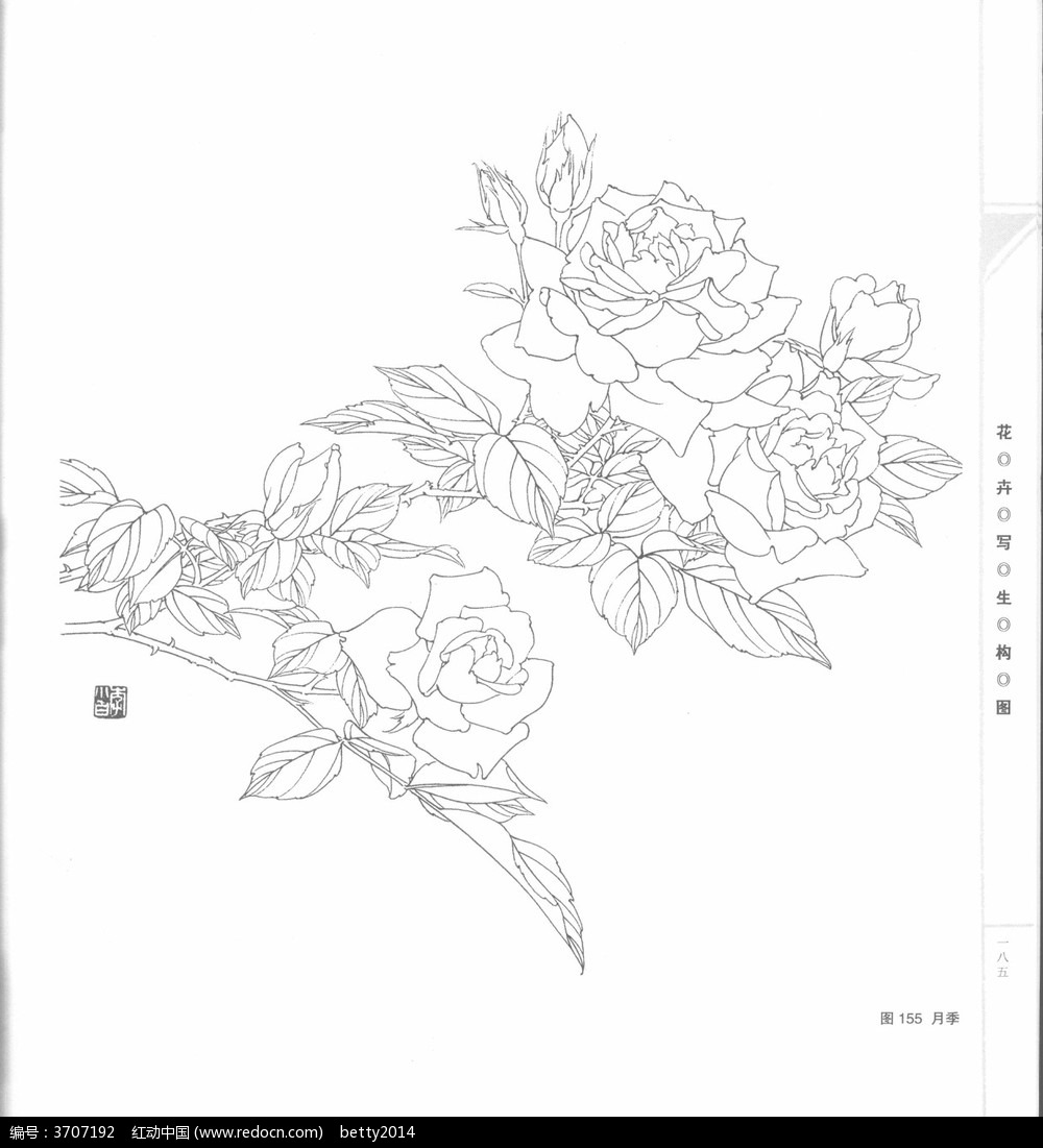 免费素材 图片素材 漫画插画 花草树木 月季花工笔画