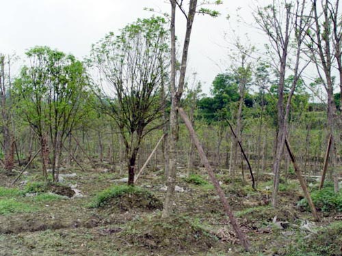 野生小叶黄杨木盆景; 义务植树 2 竹木,藤苇,干草 找供应; 