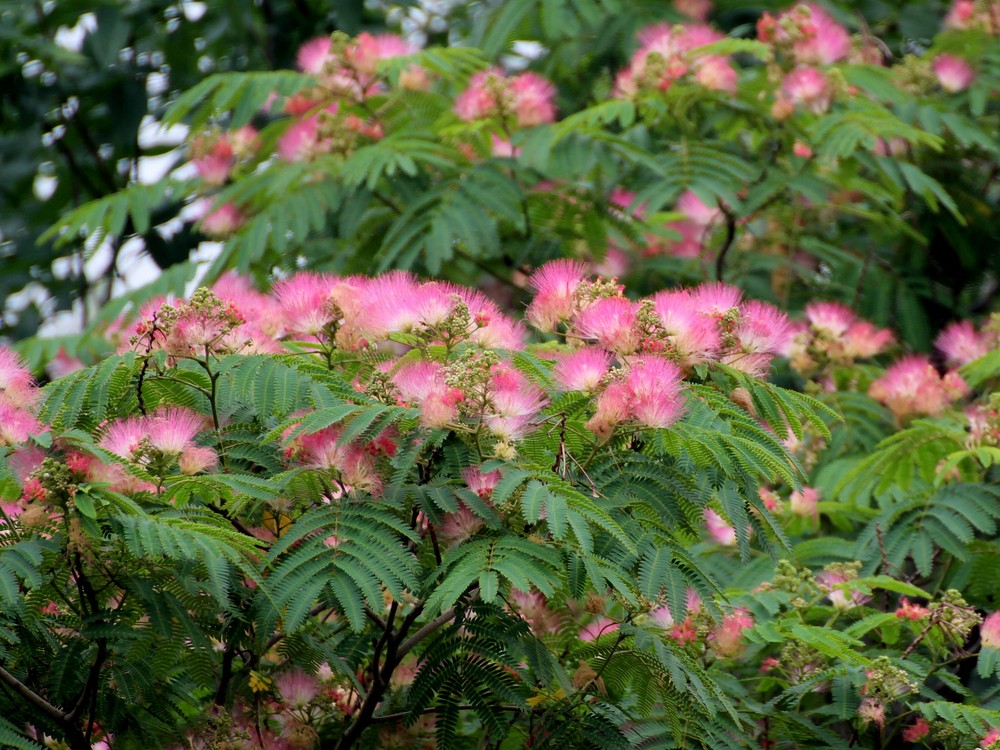 阴天拍合欢花