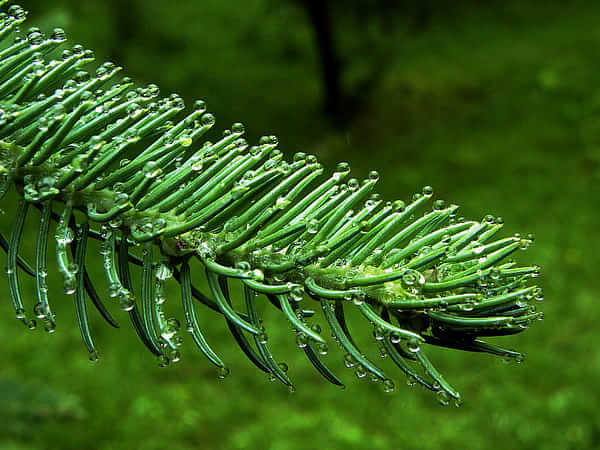 高原野生胎植物图片