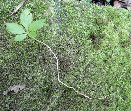 各种人参植物图片