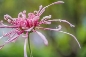 小清晰雨后秋菊护眼桌面壁纸图片