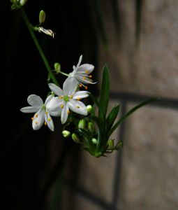 吊兰花图片大全