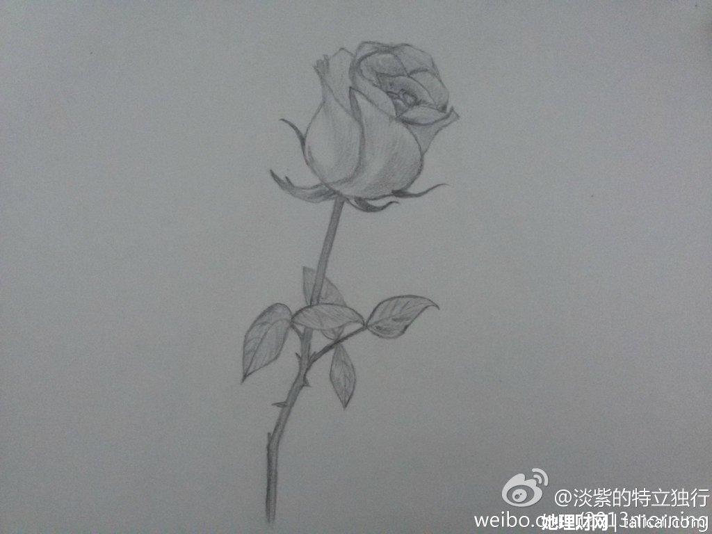 我的素描时光:玫瑰