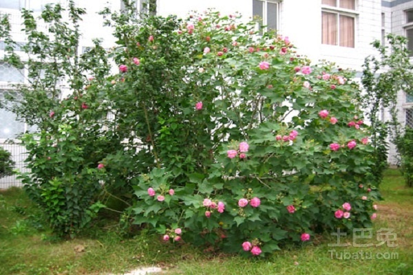 木芙蓉树载培枝术介绍