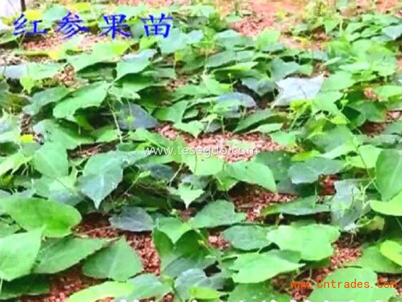 西藏红参植物图片