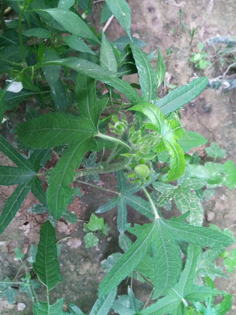 巴参植物图片