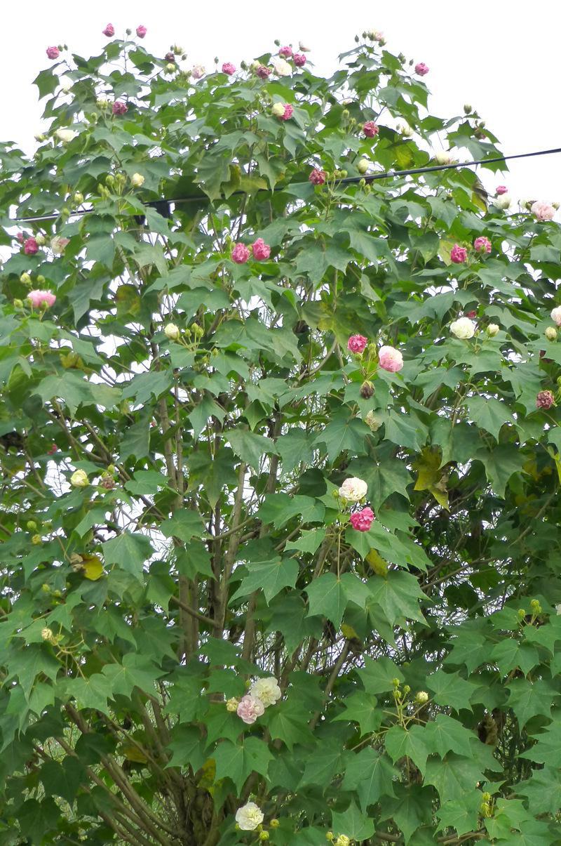 请注意:本图片来自郫县飞扬园艺场提供的观花木芙蓉 木芙蓉树 园林绿