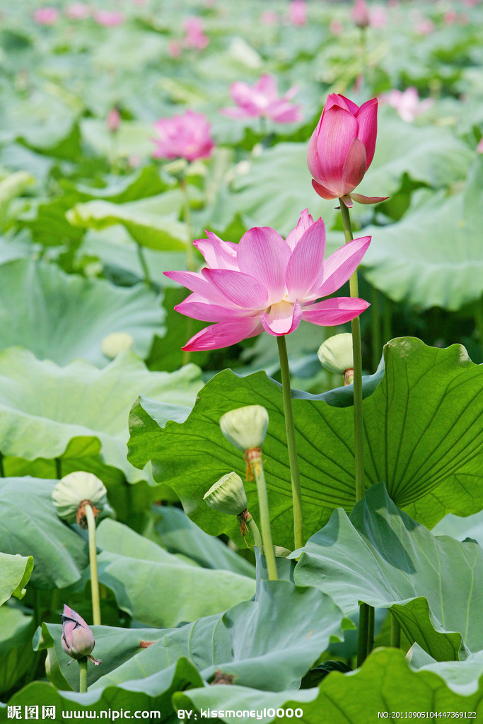 荷花图片