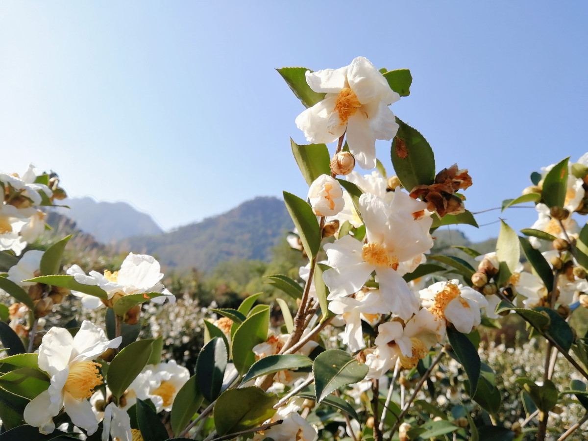 实拍白山茶花盛开图片大全