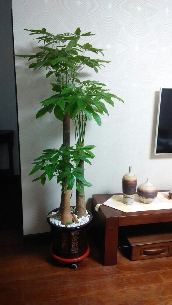 发财树 吸甲醛植物 室内植物 青岛及周边区域开车送货