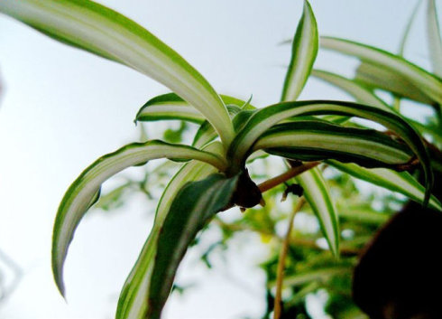 冬季家中宜养三种植物:吊兰芦荟虎皮兰