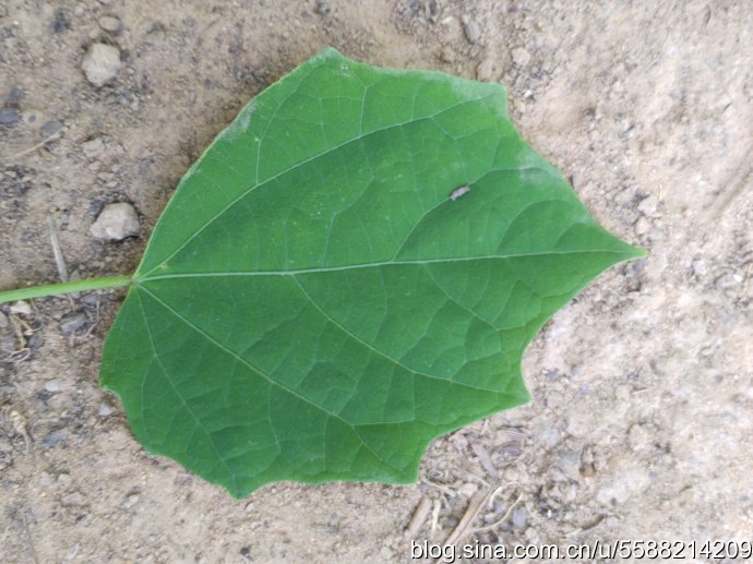 白龙须草药植物图片