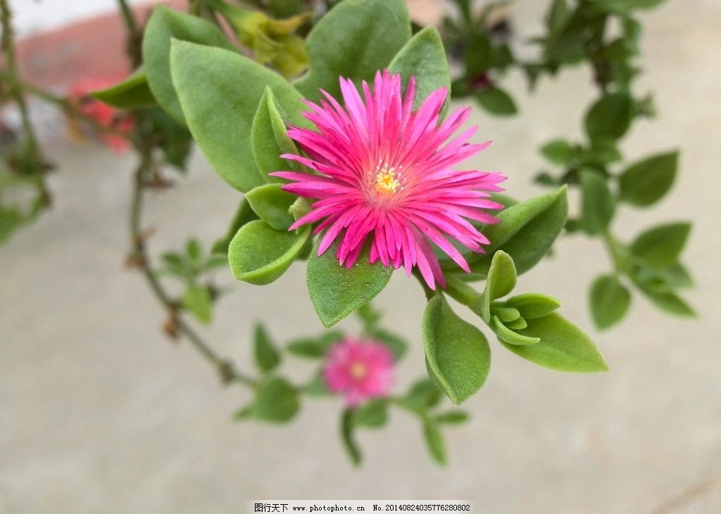 牡丹吊兰 吊兰植物 常青开花植物 鲜花 花卉 绿色植物 花草 生物世界