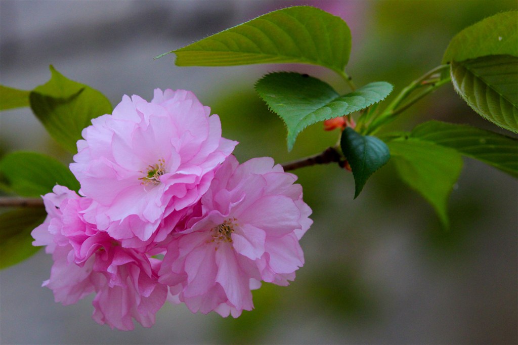 素材公社 图片素材 鲜花植物 花卉大全 鲜花粉色樱花高清图片