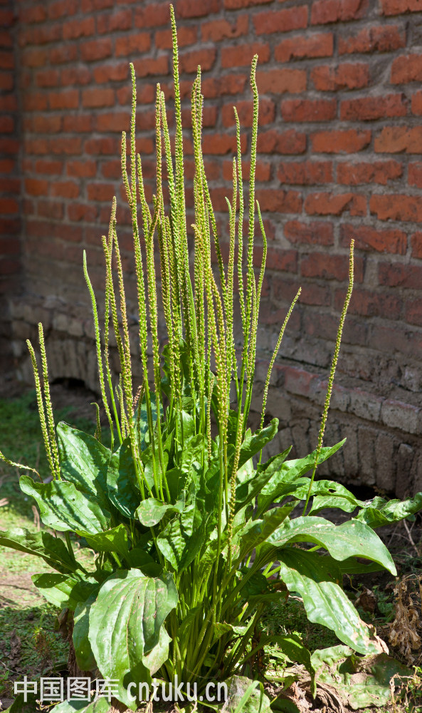 草本植物药材图片大全