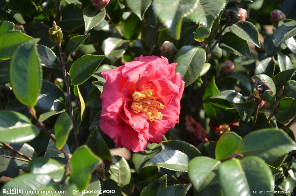 山茶花图片