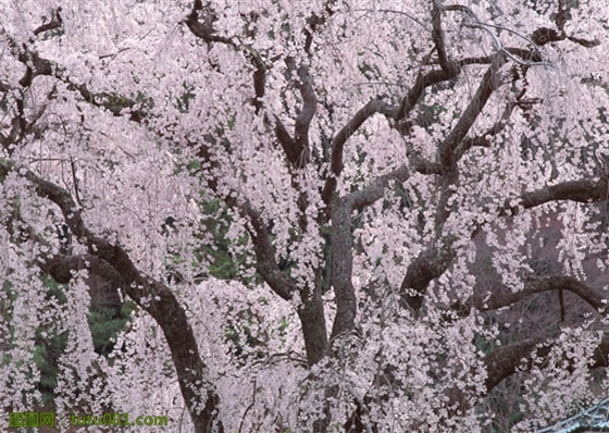 樱花树素材