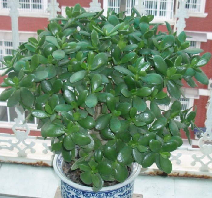 景天树(crassula arborescens willd),又名燕子掌,玉树,八宝,景天科