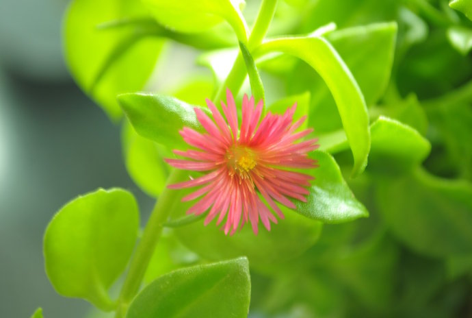 牡丹吊兰开花了