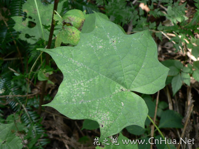 白龙须草药植物图片