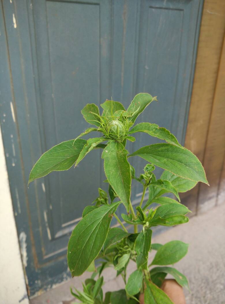 药材植物图片