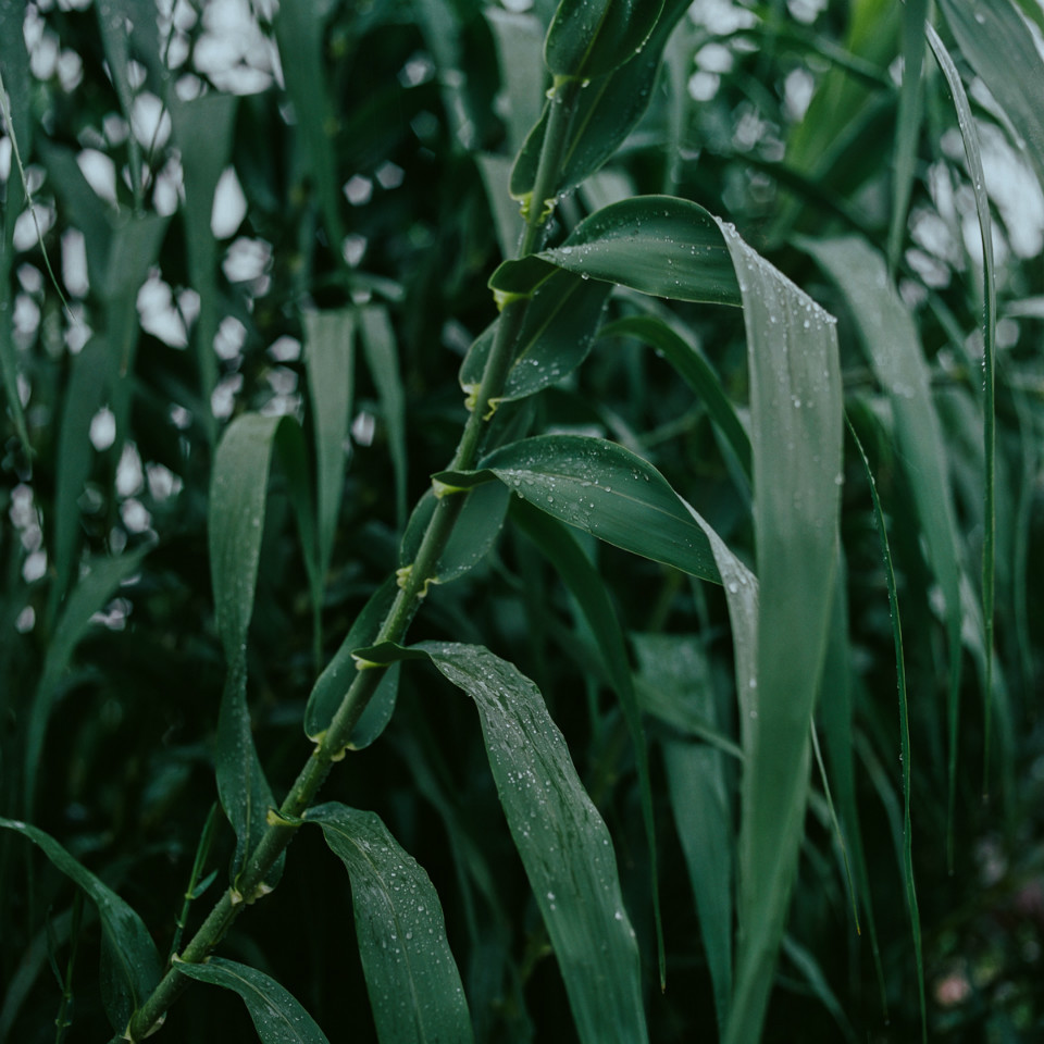 雨天植物