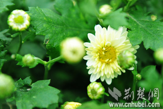 高原野生胎菊植物图片