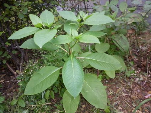 野生西洋参植物图片