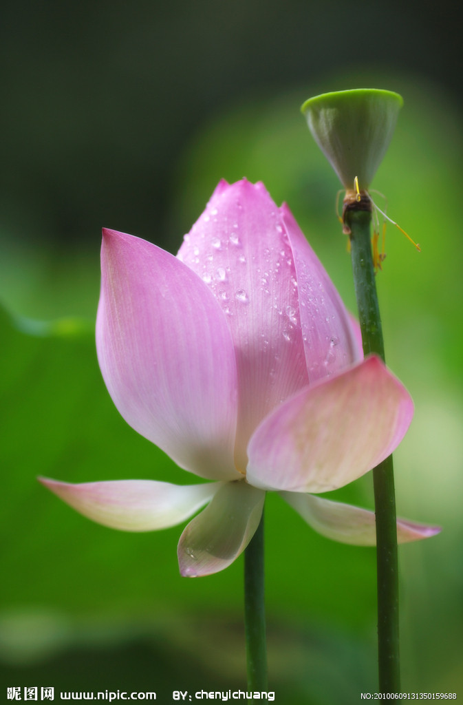 莲花 莲藕图片