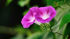 植物护眼牵牛花桌面壁纸图片