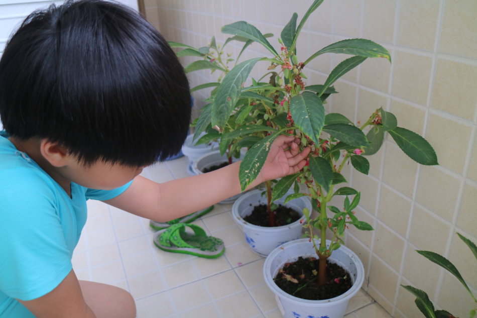 【坚持遇见美丽】我的凤仙花观察日记