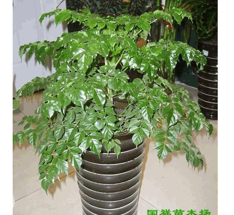 幸福树平安树 富贵树盆栽 吸植物盆栽产品,图片仅供参考,厂家生产