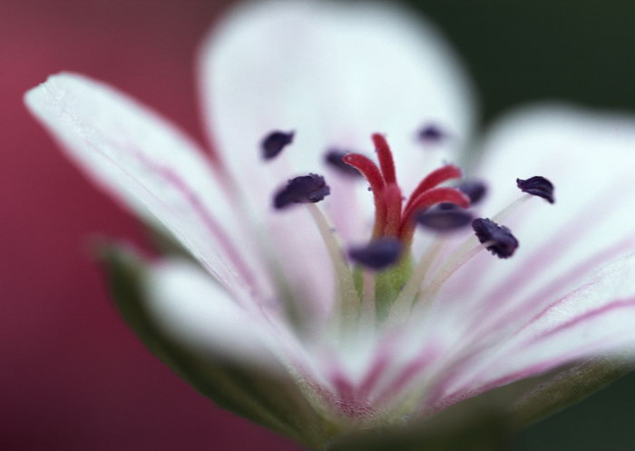 百合花图片-素彩图片大全