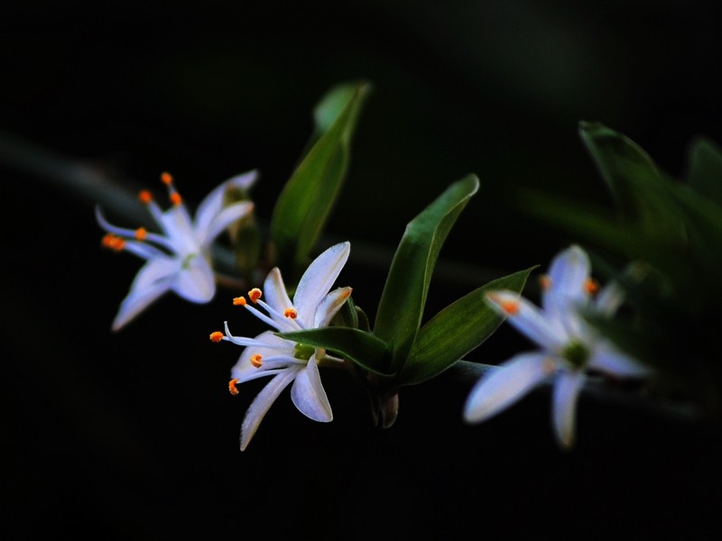 三朵小花——白色的吊兰花,很小的花