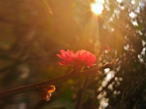 逆光拍摄好看的真实桃花图片