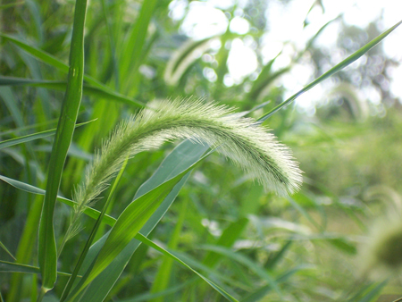 禾木科植物图片