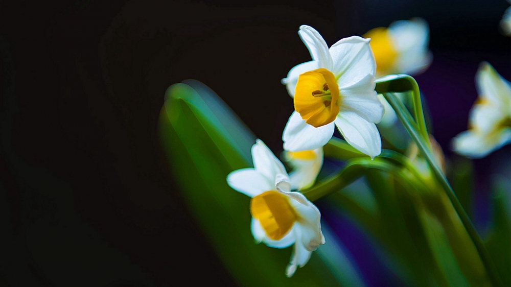 清秀典雅水仙花高清图片