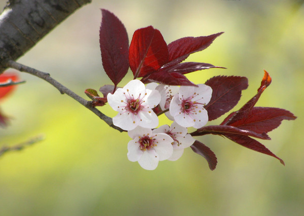 紫叶李开花习性,时期,花器结构,形状