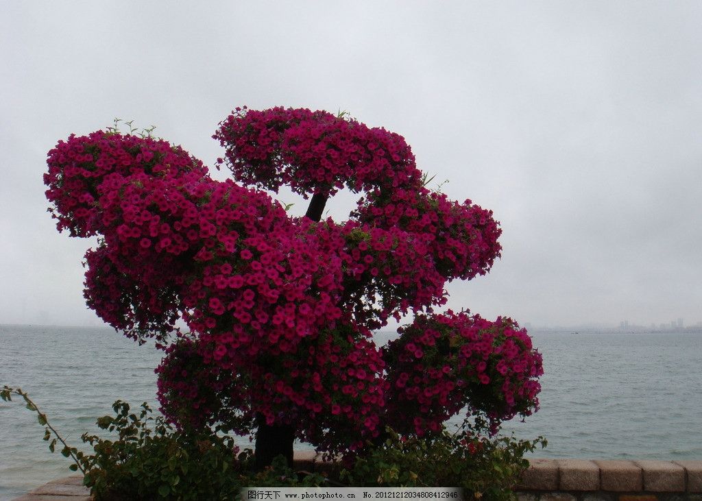 海边鲜花图片,大海 堤坝 红花 海边风光 摄影-图行