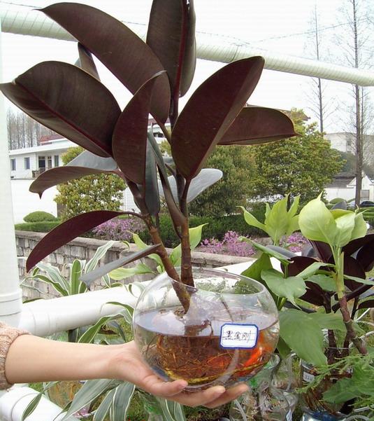 【花语】特价出售黑金刚 橡皮树 盆栽植物 净化空气 吸甲醛12元