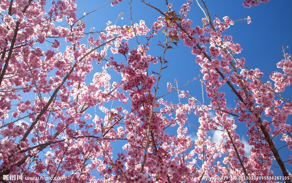 梅花图片